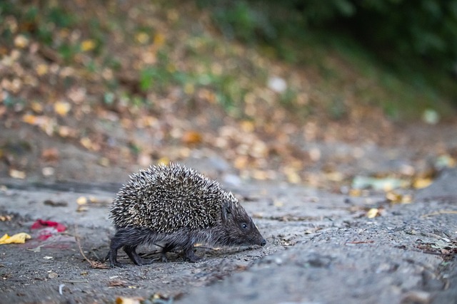 尽管赛季初 尽管赛季初